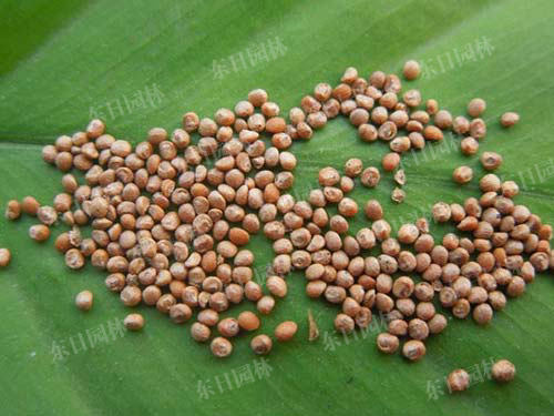 長沙東日園林工程有限公司,長沙園林綠化工程,長沙綠化養(yǎng)護管理 長沙東日園林工程有限公司,長沙園林綠化工程,長沙綠化養(yǎng)護管理